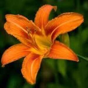 Meet your Posher, Martha